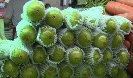 蜗牛吃葫芦瓜视频播放,一场奇妙的食草冒险