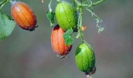 马吃王瓜的视频