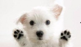 小狗可以吃小白瓜吗视频,营养与安全的双重考量