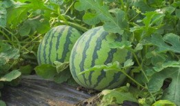 榆林府吃瓜最新视频,最新视频揭秘惊人内幕