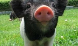 小猪吃瓜配音视频大全集,欢乐童声，趣味无限