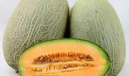 哈密瓜怎么吃嫩苗视频教程,视频教程教你美味家常新吃法