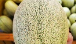 绿蜜瓜怎么吃最好吃呢视频,视频教你如何吃出最佳口感