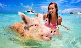 自由人小猪吃瓜视频大全,趣味横生的欢乐时光