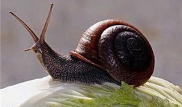 蜗牛吃瓜视频大全,趣味视频大全集锦