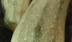 绿皮圆瓜怎么吃最好吃视频,视频教你如何烹饪最佳口感