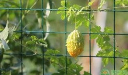 吃赖瓜视频,揭秘网红美食背后的秘密