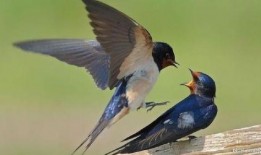 燕子带你吃瓜搞笑视频,搞笑视频集锦