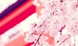 抖音吃瓜樱花是真的吗视频,樱花视频真相揭秘