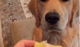 金毛吃牛角瓜小视频,萌态百出引网友热议