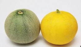 外地人吃兰州白兰瓜视频,感受瓜城魅力