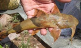 面瓜鱼水下吃饵视频播放,揭秘神秘水下猎手捕食技巧