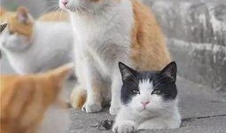 吃瓜人和猫视频下载,吃瓜人与猫咪的欢乐互动瞬间