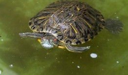 乌龟可以吃瓠瓜吗视频播放,瓠瓜成为新宠