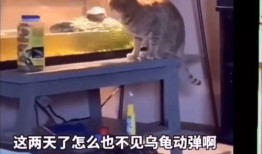 猫咪吃瓜搞笑视频大全,萌态百出笑翻天！