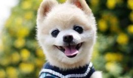 网红视频吃瓜狗图片,吃瓜狗的趣味瞬间