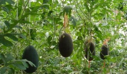 云木吃瓜视频入口在哪看,视频入口一网打尽