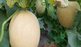 米熊可以吃白兰瓜吗视频,一场美味的邂逅