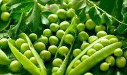 猴子吃瓜豌豆视频,趣味横生的自然互动瞬间