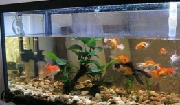 鱼缸吃瓜视频,揭秘水下生物的趣味瞬间