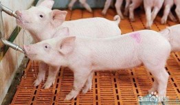 自由人小猪吃瓜视频大全,趣味横生的欢乐时光