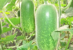 禹城吃瓜视频大全,趣味横生的民间美食盛宴