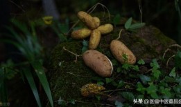 八月瓜怎么做吃的视频大全,视频教程大集合