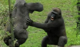 吃瓜吃成大猩猩视频,竟变身大猩猩！惊呆网友的神奇视频