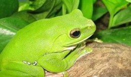 绿头蛙吃瓜视频大全集,趣味视频全集赏析