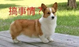柯基犬夜路吃瓜视频