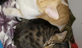 猫咪吃瓜现场视频,萌态百出，笑料连连