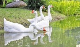 抖音网红大鹅吃瓜视频,揭秘娱乐圈幕后真相