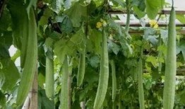 七月份吃八叶瓜好吗视频,七月份享用八叶瓜的益处与建议