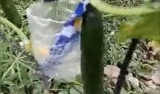 河里长的焦瓜可以吃吗视频,揭秘其可食用之谜