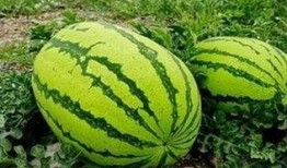 河里长的焦瓜可以吃吗视频,揭秘其可食用之谜