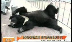 野生动物吃瓜视频播放,揭秘自然界的趣味瞬间