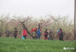 南堡乡左西村吃瓜视频,一场吃瓜盛宴，见证乡村新风尚