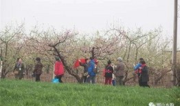 南堡乡左西村吃瓜视频,一场吃瓜盛宴，见证乡村新风尚