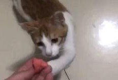 美女喂猫猫吃瓜视频下载,美女与萌猫共度美好时光