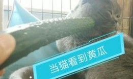 吃瓜搞笑视频猫咪图片,猫咪吃瓜视频，萌态百出笑翻天