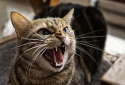 猫咪吃瓜收纳游戏视频,收纳游戏一网打尽