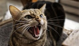 猫咪吃瓜收纳游戏视频,收纳游戏一网打尽