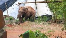 大象群众吃瓜视频,趣味横生一幕引网友热议