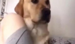 吃瓜拉布拉多打架视频,吃瓜群众现场围观