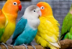 鹦鹉吃红瓜视频教程下载,轻松学会喂食技巧