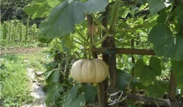 面瓜对老人吃有害吗视频,健康隐患还是营养佳品？