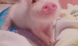 小猪吃瓜配音视频大全集,欢乐童声，趣味无限