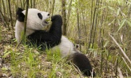 吃瓜熊猫被揍断腿视频