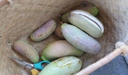 蝈蝈吃八月瓜视频大全集,跟随蝈蝈探寻瓜果乐园