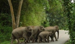大象群众吃瓜视频,趣味横生一幕引网友热议